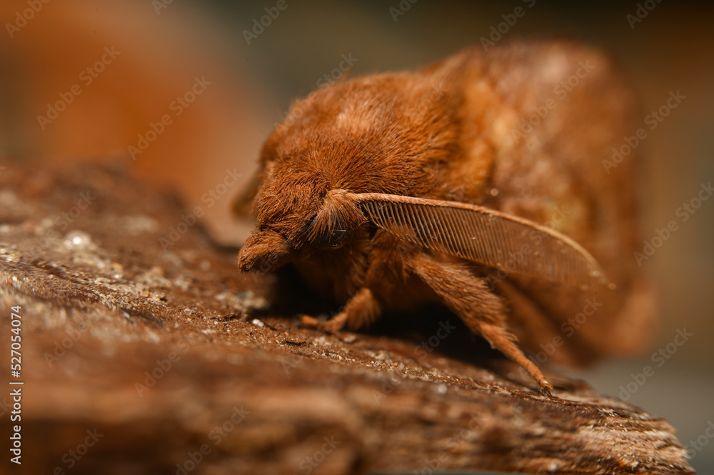 polyphemus moth macro photography. closeup of a beautiful fluffy brown moth. forest insect portrait. giant night butterfly