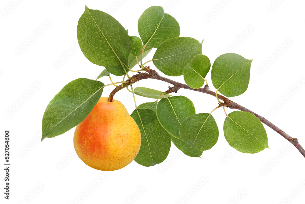 Fotografie Pear  on a branch isolated on white