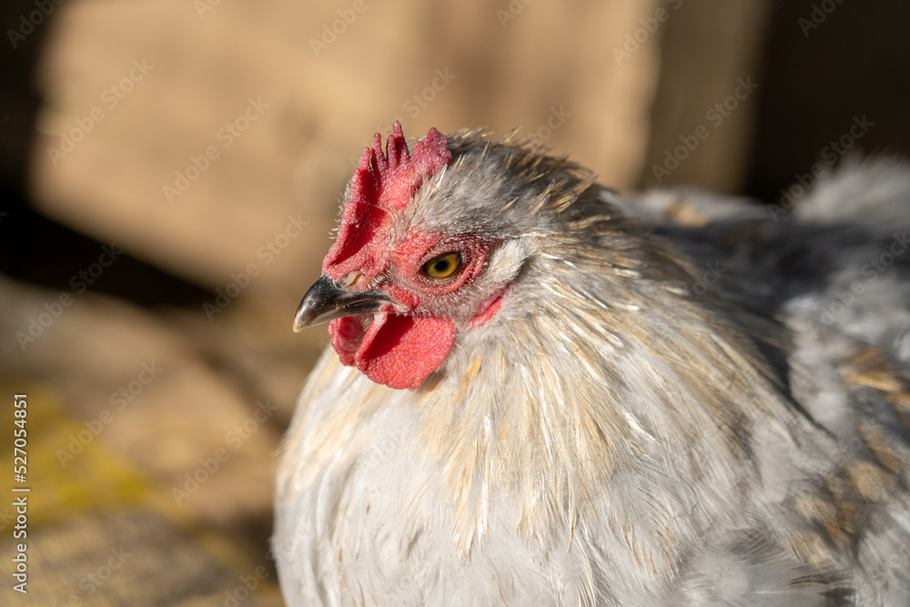 Close up low level portrait view of chicken head showing eye and crown gold, yellow and white