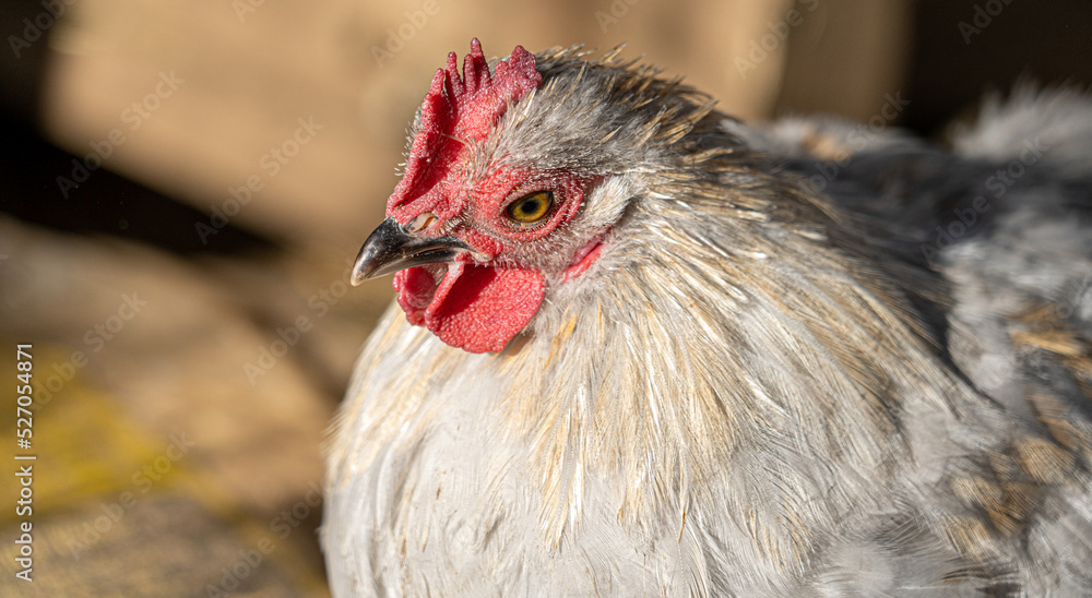 Naklejka premium Close up low level portrait view of chicken head showing eye and crown gold, yellow and white