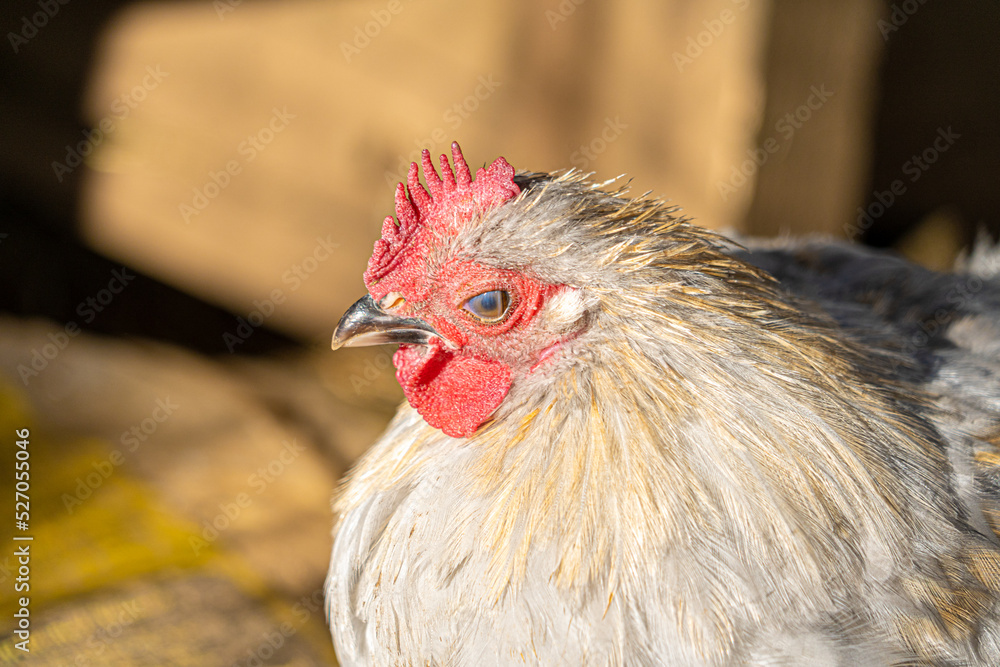 Close up low level portrait view of chicken head showing eye and crown gold, yellow and white