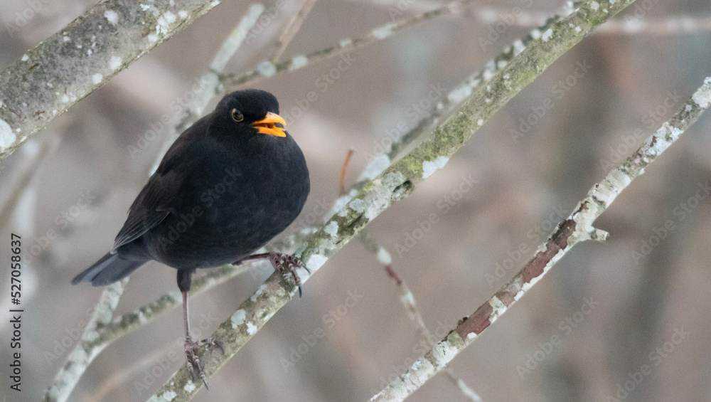 Fototapeta premium Blackbird in the winter