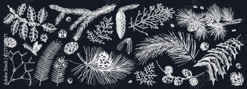 Christmas botanical illustrations on chalkboard . Vintage winter tree, evergreen plants, conifers and nuts drawings. Vector sketches of winter plants for wrapping paper, greeting cards, banners