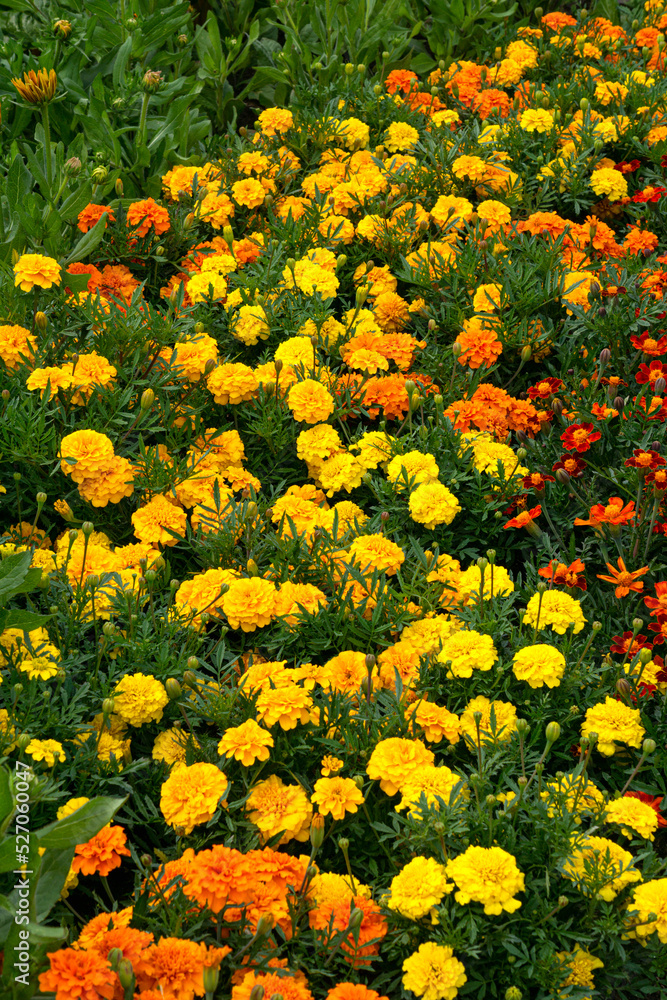 Obraz premium Multi-colored yellow-red marigolds in a flowerbed in a city park.