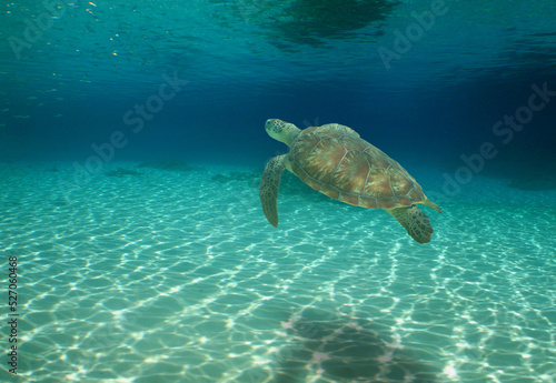 sea ​​turtle , marine life of the caribbean sea