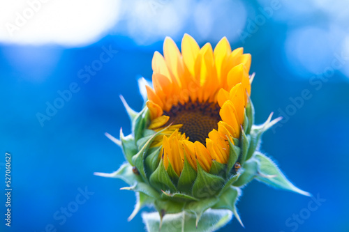close-up sunflower with water drops. beautiful floral background with copy space. card with summer beautiful yellow flower