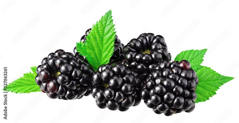 blackberries with leaves isolated on white background. clipping path blackberries with leaves isolated on white background. clipping path