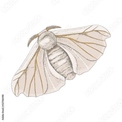 Silk moth isolated on a white background photo