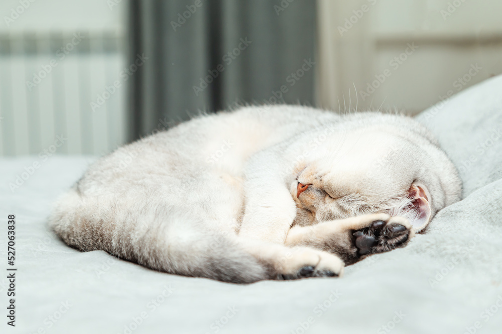 British Shorthair cat sleeps on a gray bedspread. British Shorthair cat sleeps on a gray bedspread.