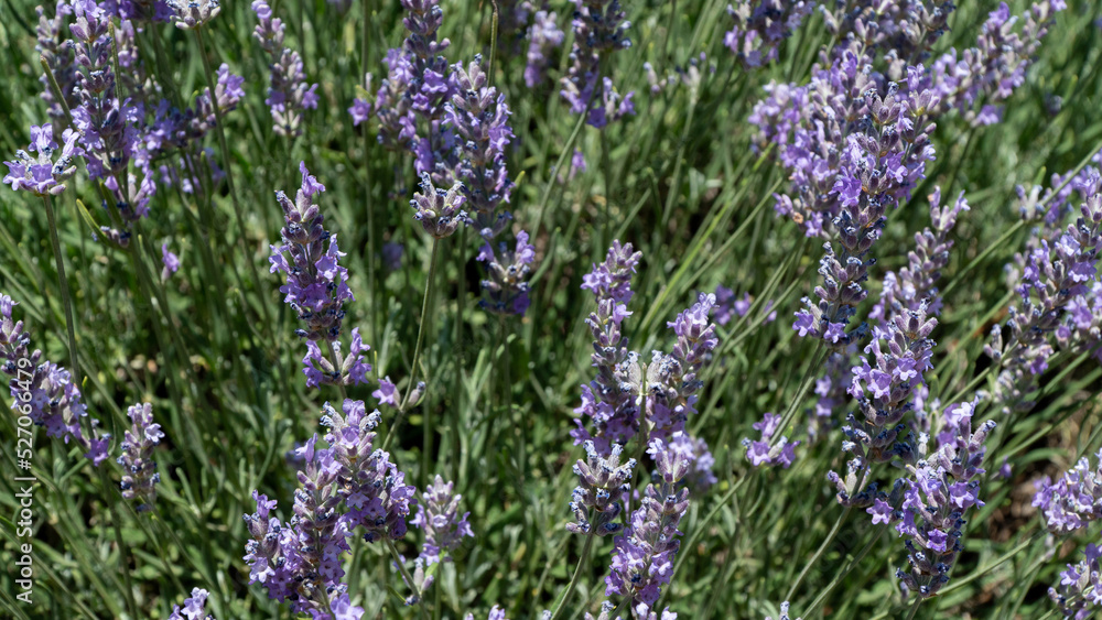 Obraz premium Blooming lavender flowers close-up