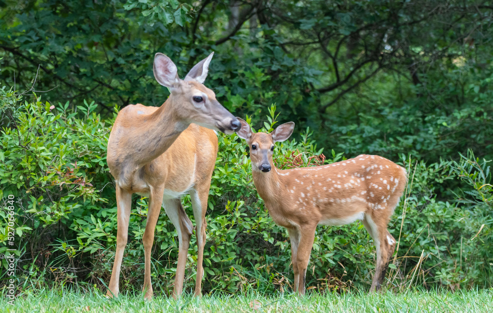 deer in the woods deer in the woods