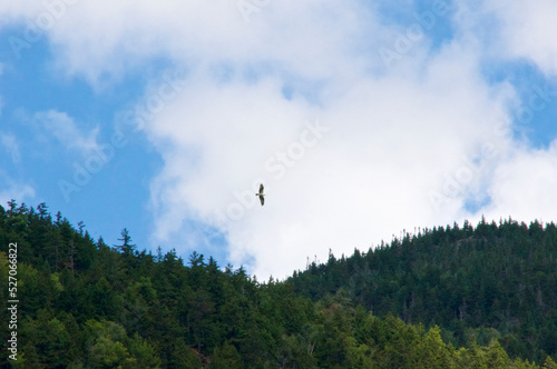 A lone Osprey soars high over the mountain range in the Adirondacks in Wilmington, New York against a cloud filled sky.