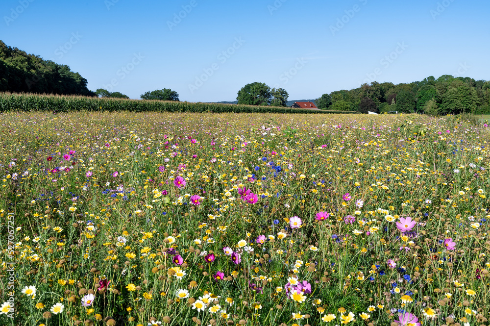 Blooming strip in front of a corn field