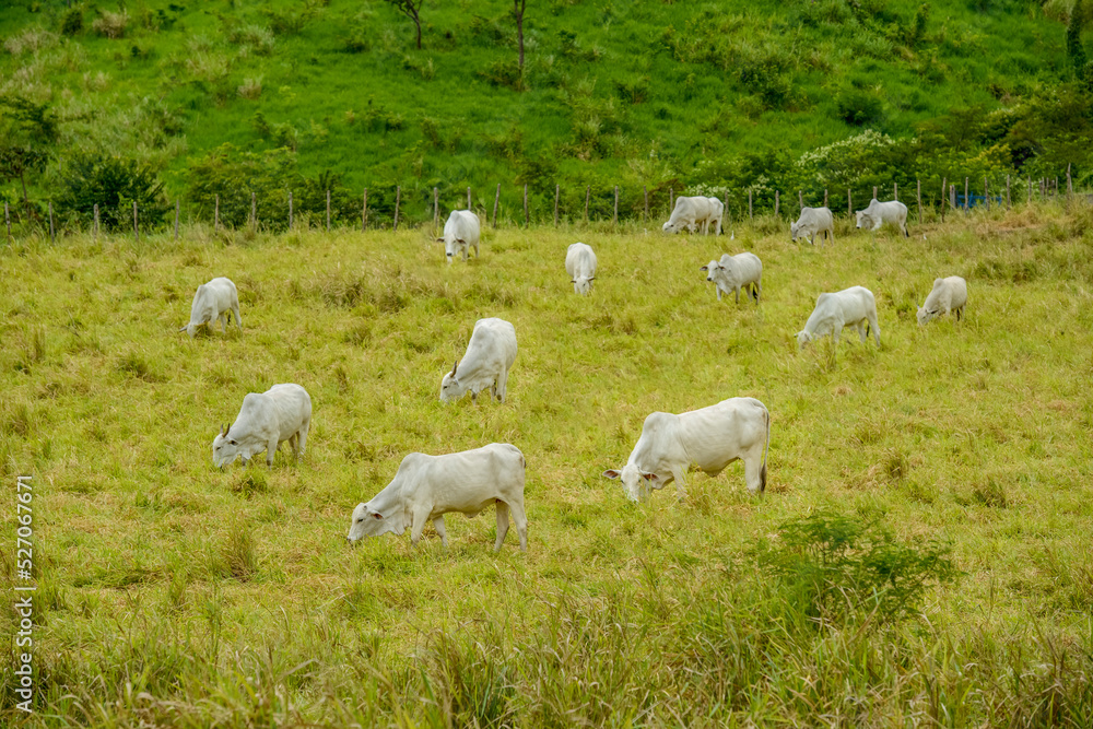 Fototapeta premium Livestock. Nellore cattle in Paraíba State, Brazil.