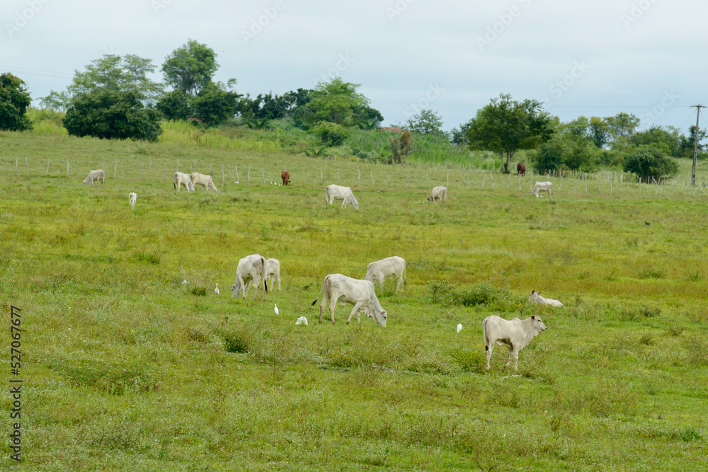 Livestock. Nellore cattle in Paraíba State, Brazil. Livestock. Nellore cattle in Paraíba State, Brazil.