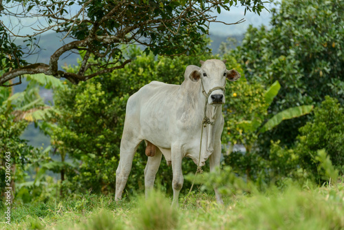 Livestock. Nellore cattle in Paraíba State, Brazil.