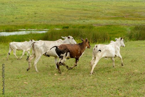 Livestock. Nellore cattle in Paraíba State, Brazil.