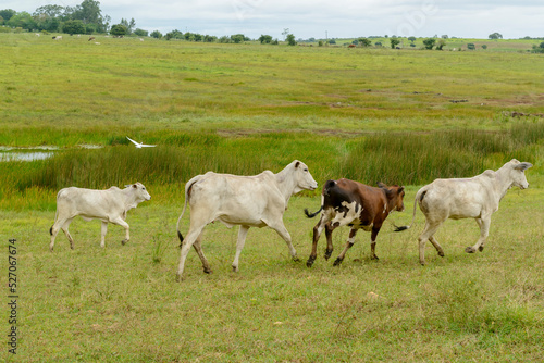 Livestock. Nellore cattle in Paraíba State, Brazil.