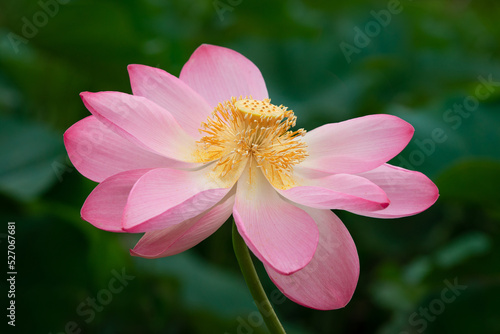 Lotus flower at lotus field close up