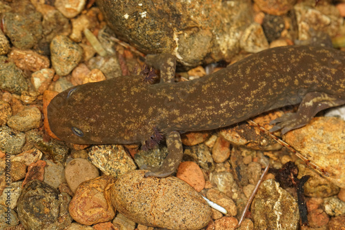 A close up of a juvenile Cope's giant salamander, Dicamptodon copei in a small seepage in Washington state