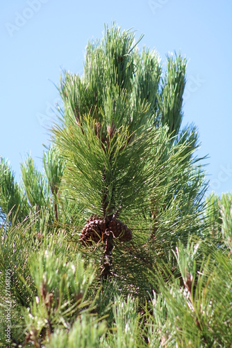 pine head