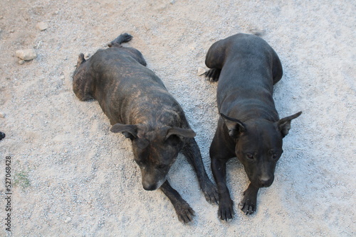 duo chiens