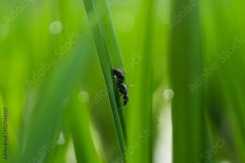 an ant walking on rice leaves