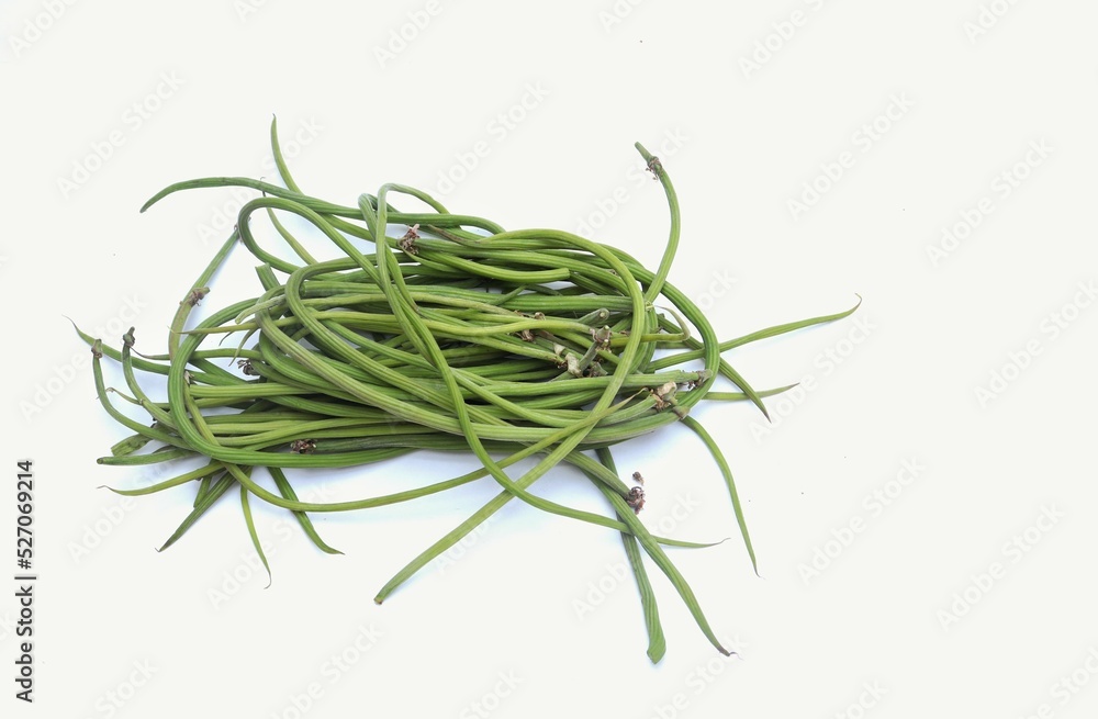 Closeup of Moringa Oleifera or Drumstick Tree Fruit Isolated on White Background with Copy Space, Also Known as Horseradish Tree Closeup of Moringa Oleifera or Drumstick Tree Fruit Isolated on White Background with Copy Space, Also Known as Horseradish Tree