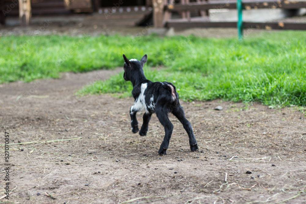 Newborn goat get to know the world Newborn goat get to know the world