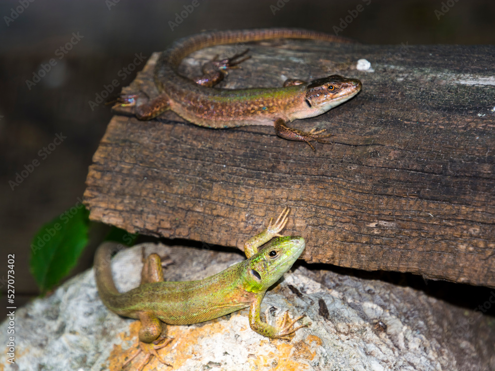 Fototapeta premium Italian wall lizard and Balkan green lizard