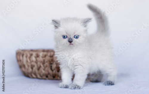 White fluffy kitten on the white sheet