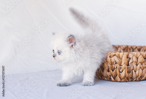 White fluffy kitten on the white sheet