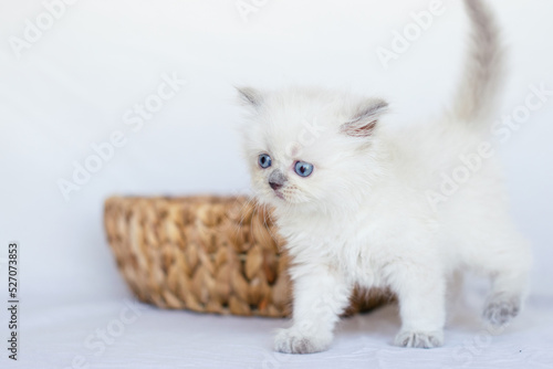 White fluffy kitten on the white sheet