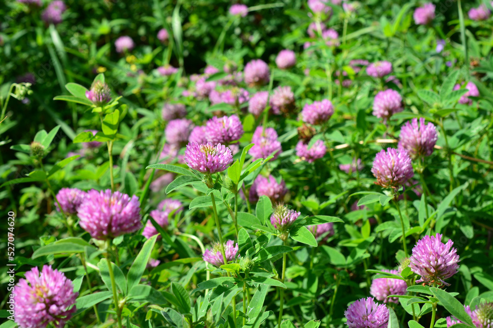 green lawn with pink clover heads in sunny day, close-up green lawn with pink clover heads in sunny day, close-up