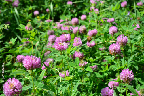 green lawn with pink clover heads in sunny day, close-up