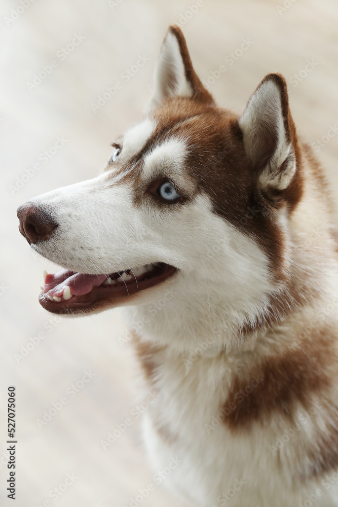 Beautiful Siberian Husky dog with blue eyes looking away