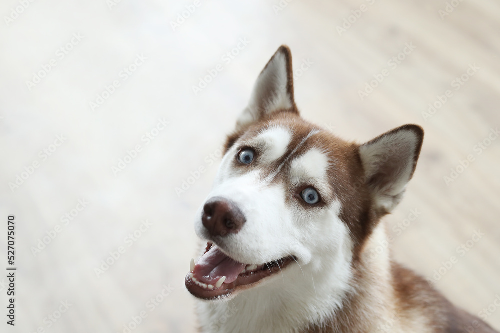 Portrait of beautiful Siberian Husky dog with blue eyes 