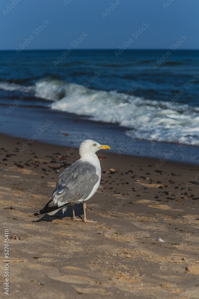 A male of the herring gull