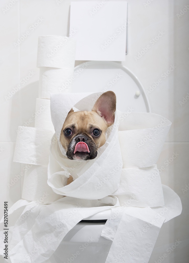 A funny dog of the French Bulldog breed is sitting on the toilet in a