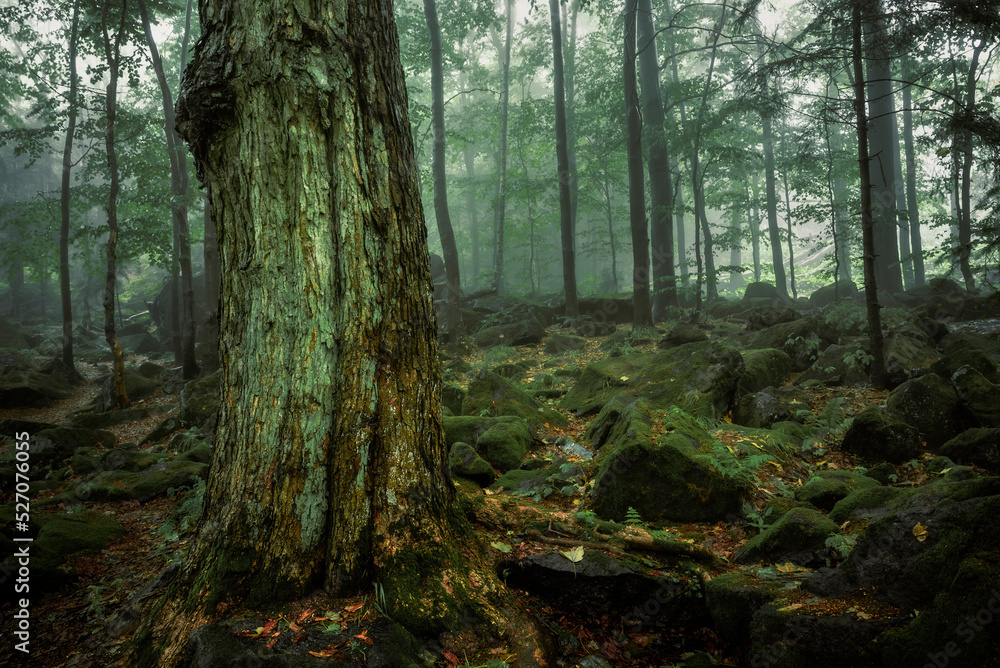 Obraz premium Magic forest in the fog