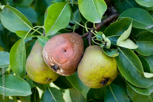 Fotografi Pear moniliasis