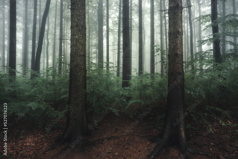 Magic forest in the fog Magic forest in the fog