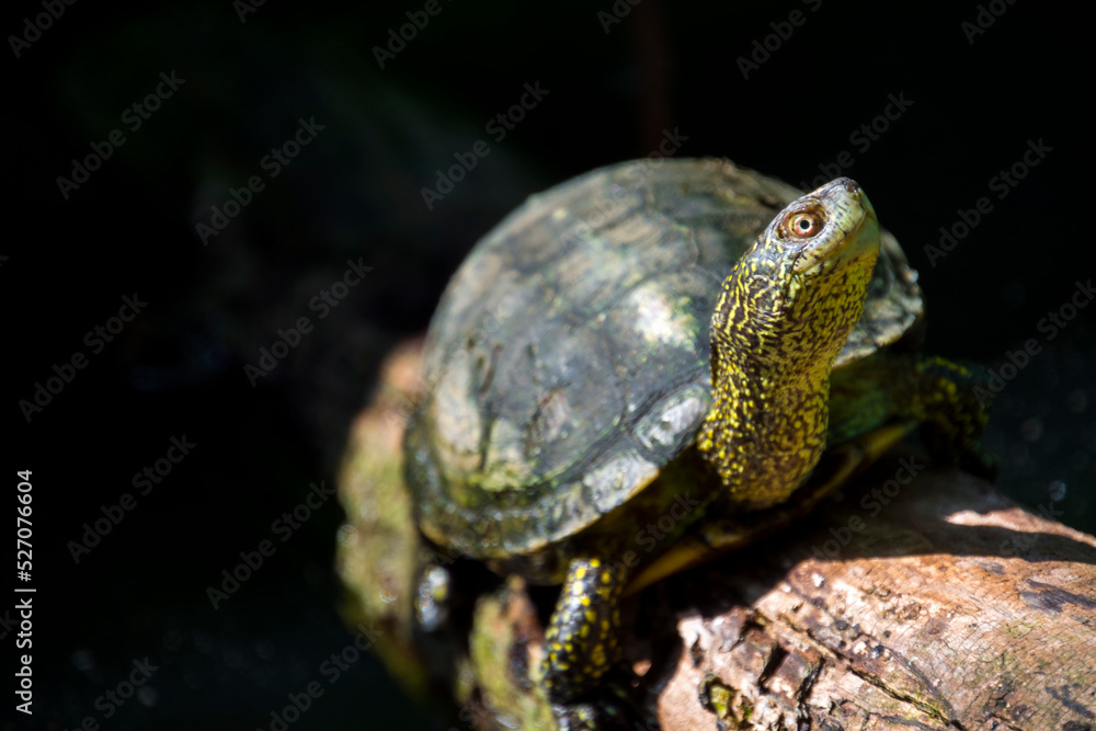European pond turtle on a sunny summer day European pond turtle on a sunny summer day