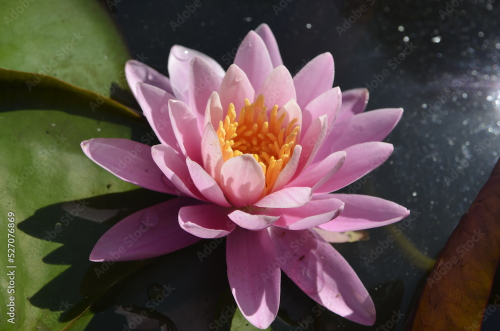 Pink water lily in the pond