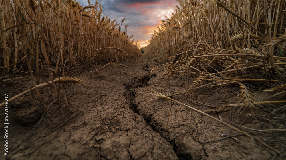 broken soil in the field of wheat / pęknięta spieczona ziemia w polu pszenicy - obrazy, fototapety, plakaty 
