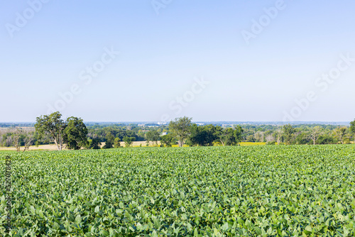 A soybean field on a hill with a blue sky and farmland in the distance.