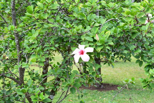Mauritius Island
