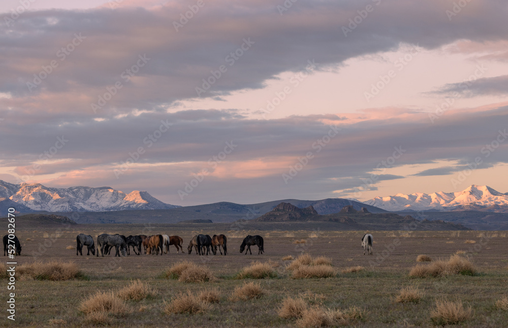 Wild Horses in Springtime in the Utah Desert Wild Horses in Springtime in the Utah Desert