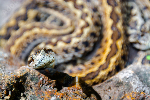 Hungarian meadow viper on the ground on a sunny day photo