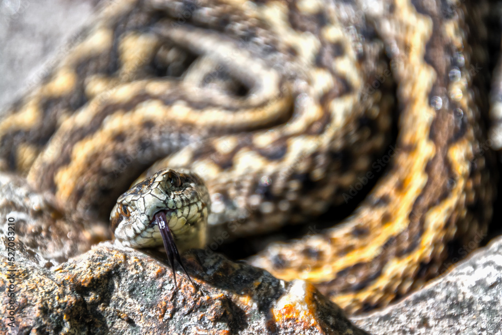 Hungarian meadow viper on the ground on a sunny day Hungarian meadow viper on the ground on a sunny day